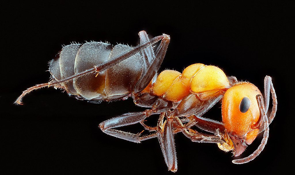 Ant Control service in Williamsburg, VA