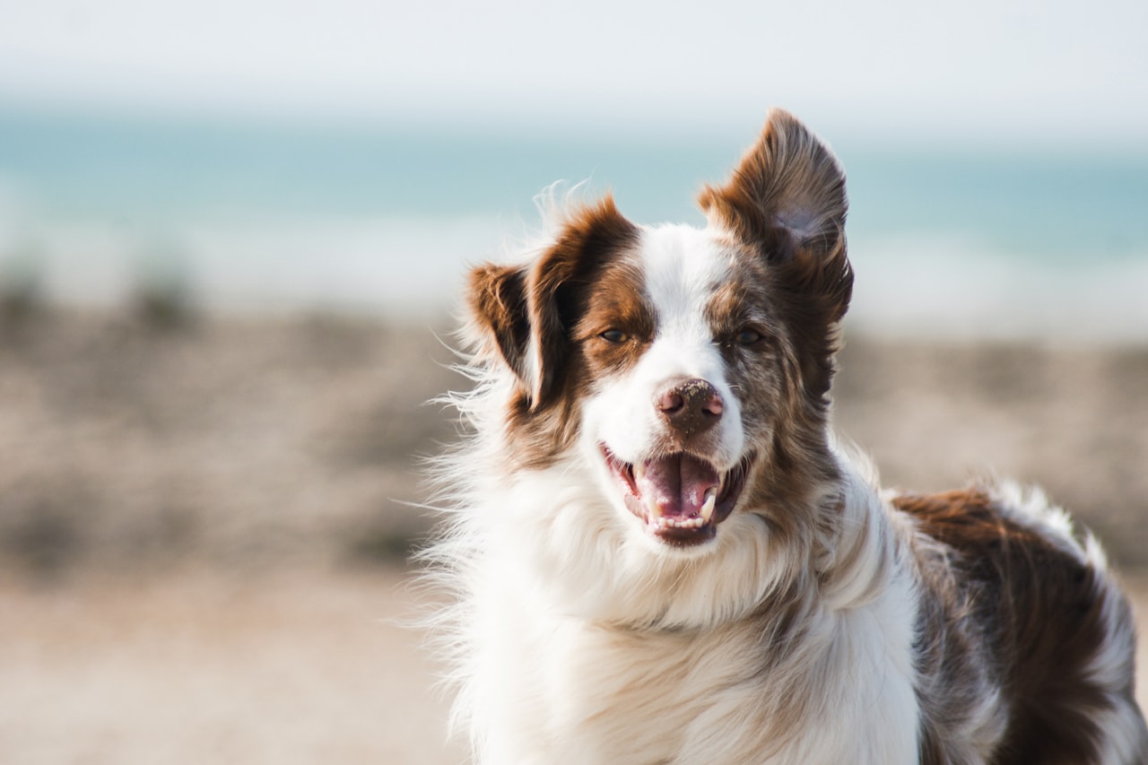 Flea & Tick Control service in Williamsburg, VA