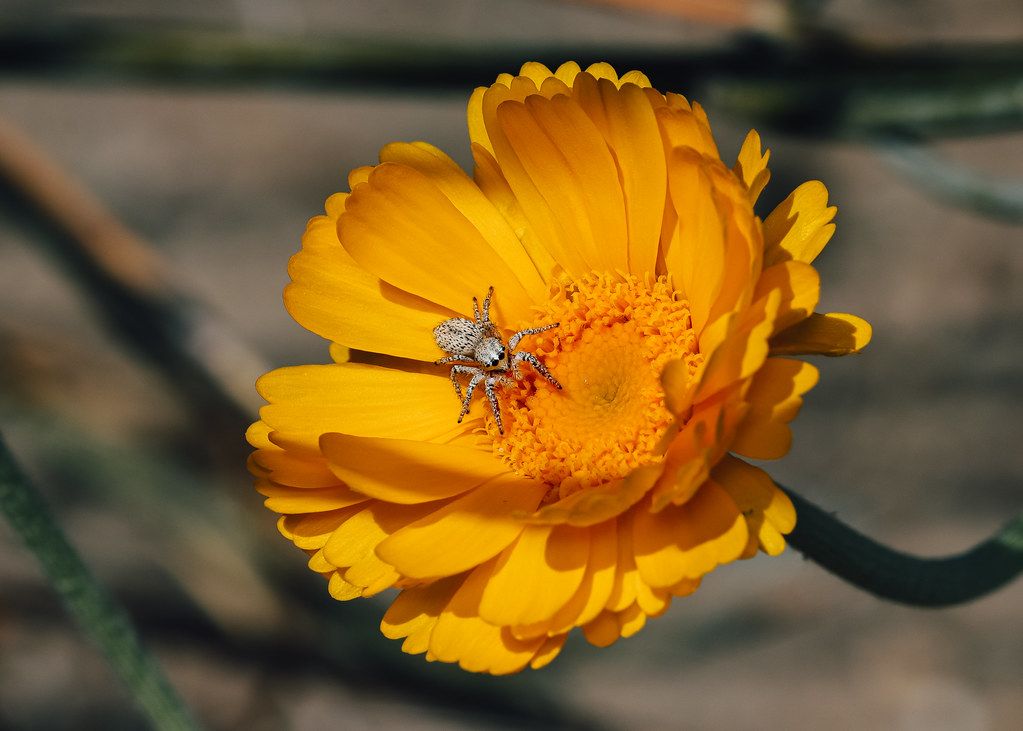 Spider Control service in Williamsburg, VA